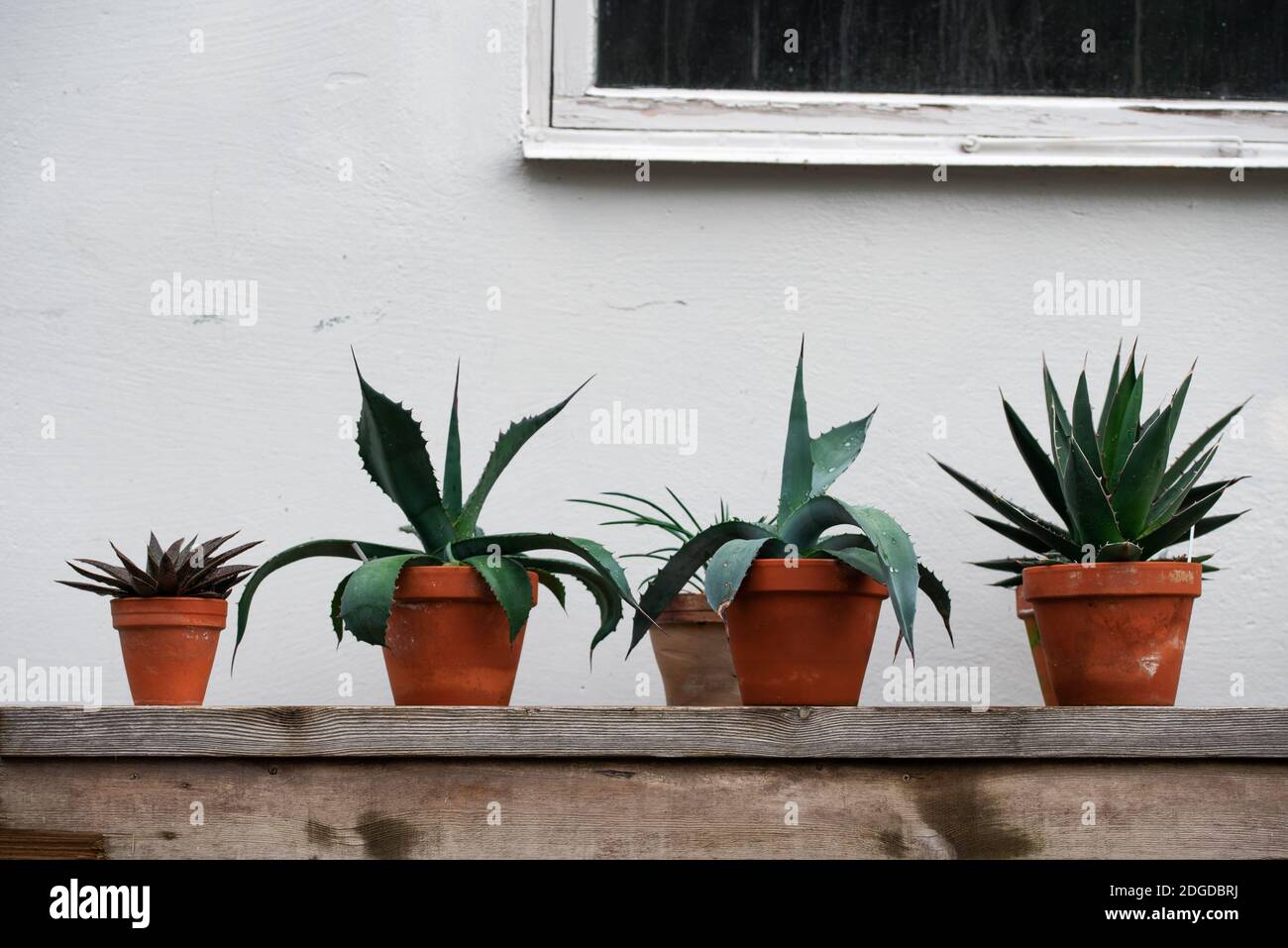 Plants in the clay pots outdoor on a background of white wall Stock Photo