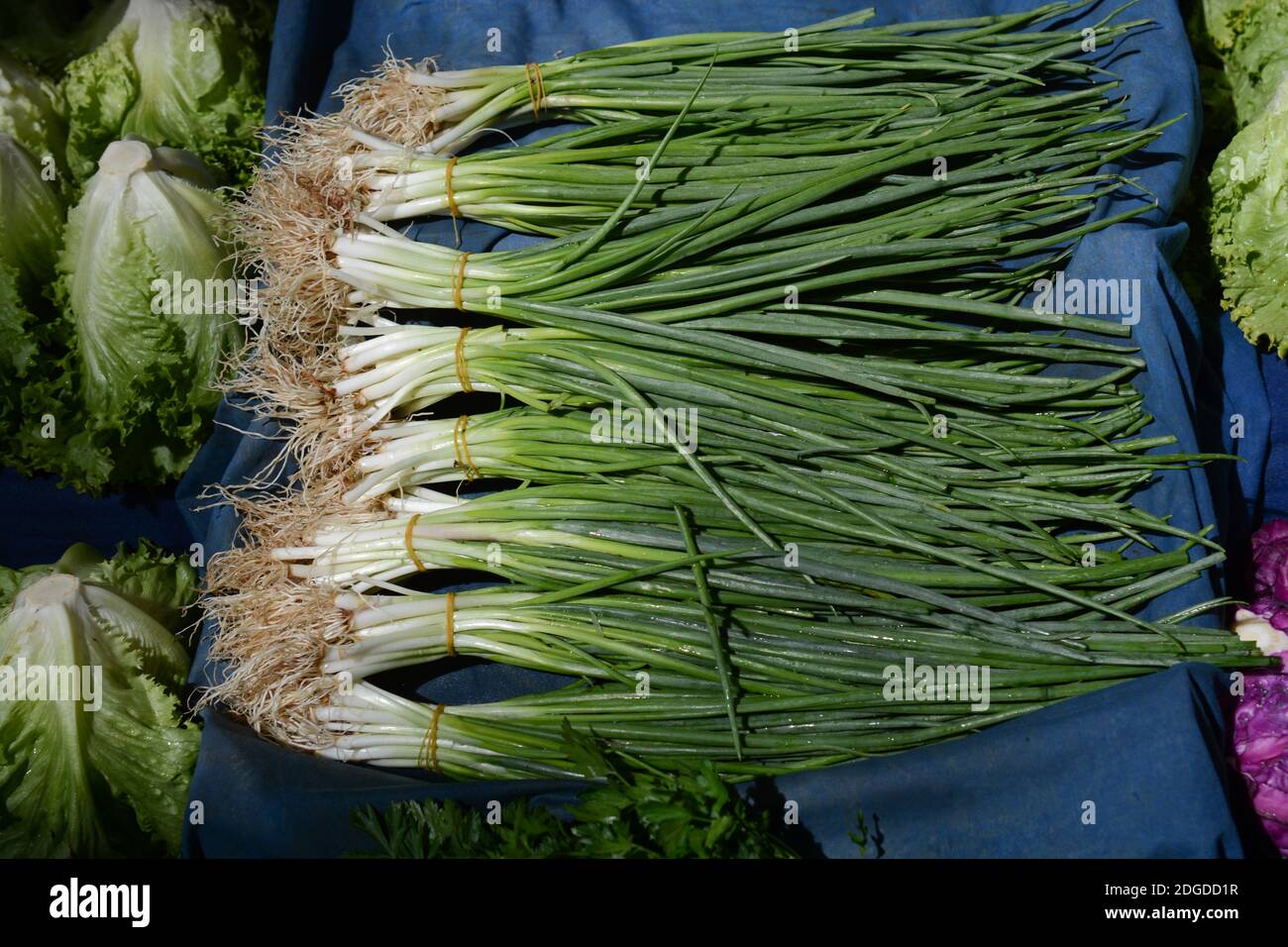 A large bunch of fresh green onions Green onion leaf Stock Photo - Alamy