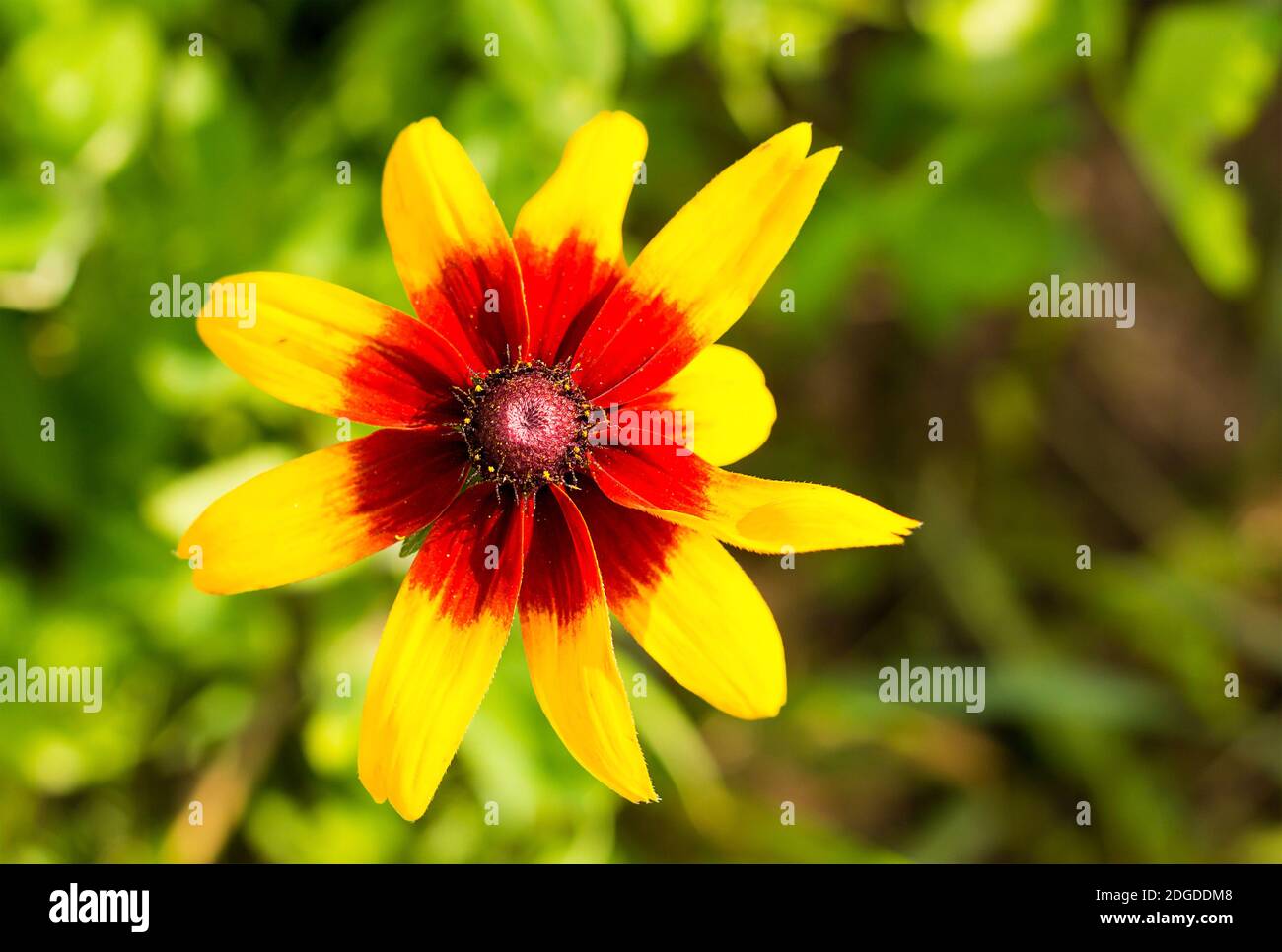 Yellow flower red center long petals, solar plant rudbeckia Stock Photo