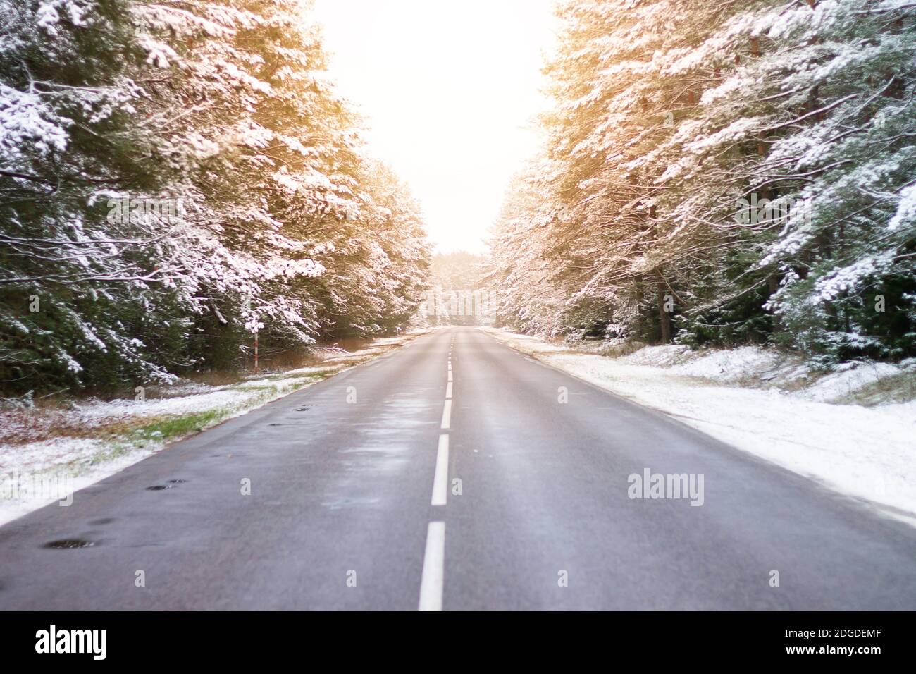 Asphalt road in a snowy pine forest with sun rays Stock Photo - Alamy