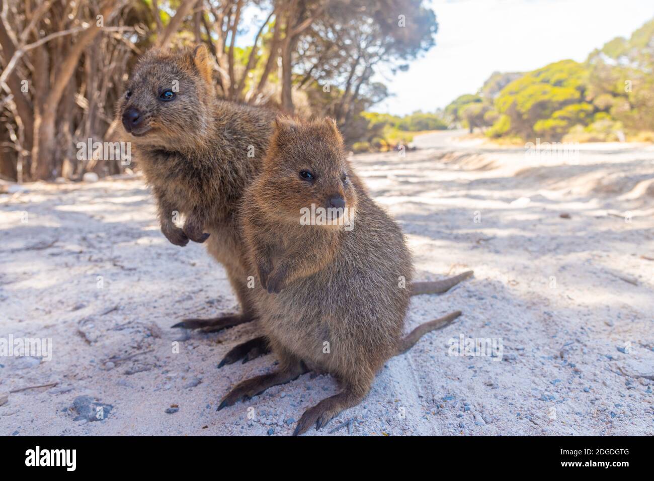 Quokka Living At Rottnest Island Near Perth Australia Stock Photo Alamy quokka-living-at-rottnest-island-near-perth-australia-stock-photo-alamy