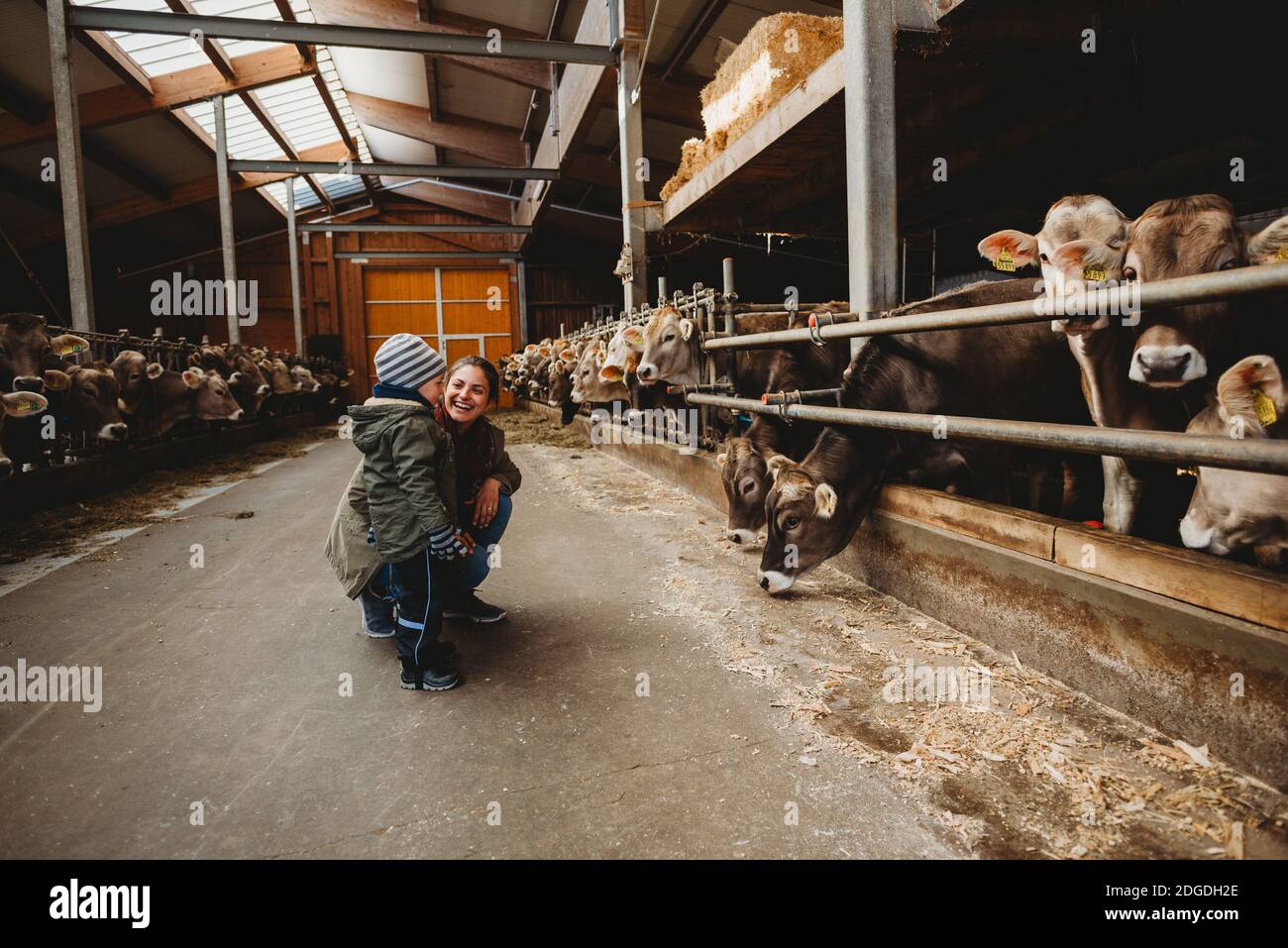 Mom smiling and child looking at cows in barn in winter Stock Photo - Alamy