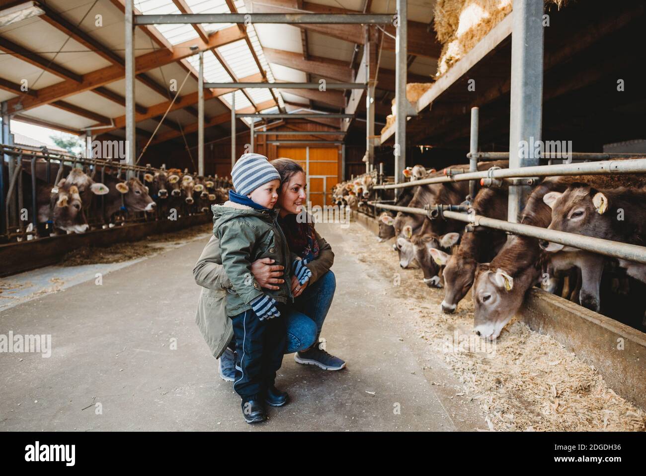 Mom and child looking at cows in barn in winter Stock Photo - Alamy