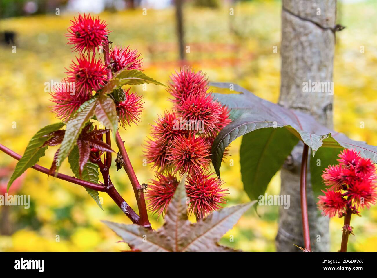 Bush with broad leaves and round red flowers with spines closeup