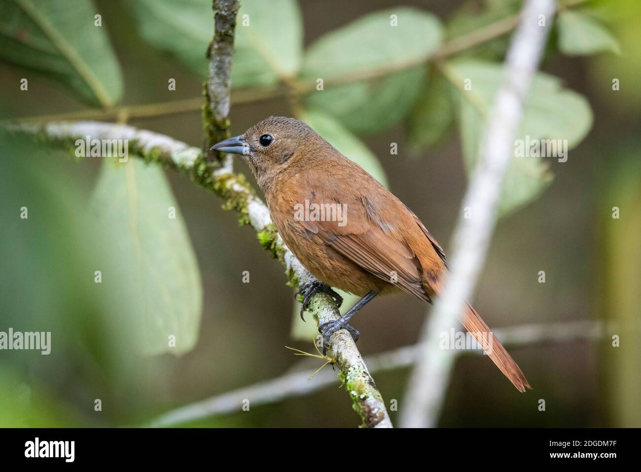 Beautiful brown tropical bird on tree branch in green rainforest landscape, Mantiqueira Mountains, Rio de Janeiro, Brazil Stock Photo