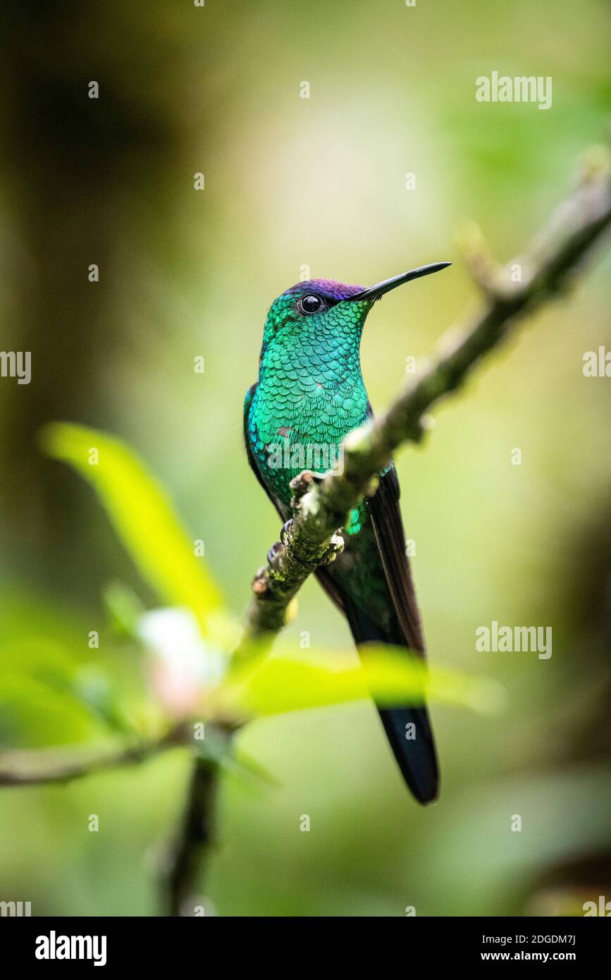 Beautiful colorful green and purple tropical hummingbird on tree branch in rainforest landscape, Mantiqueira Mountains, Rio de Janeiro, Brazil Stock Photo