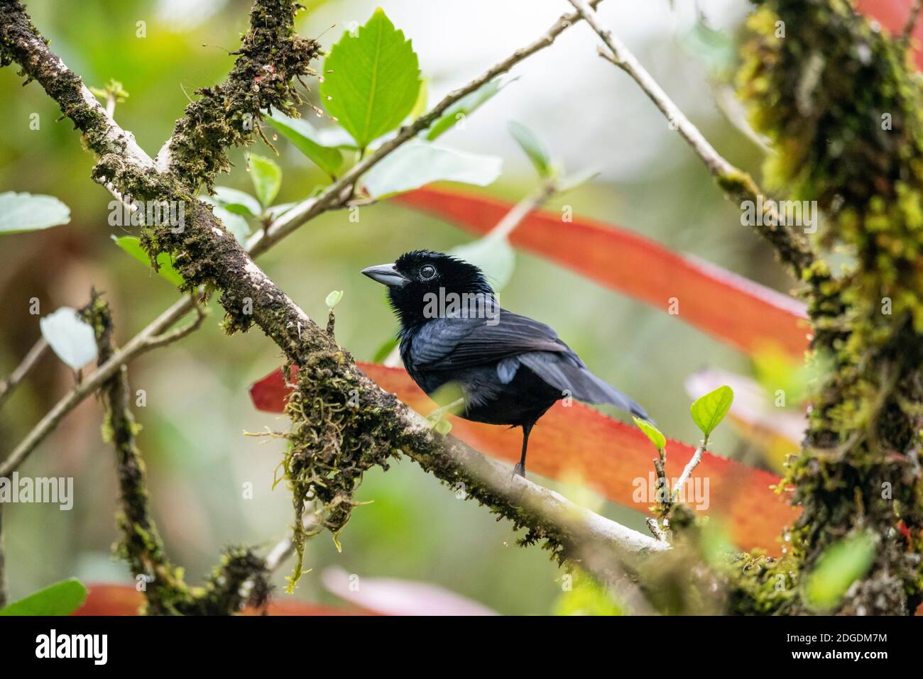 Beautiful black tropical bird on tree branch in green rainforest landscape, Mantiqueira Mountains, Rio de Janeiro, Brazil Stock Photo
