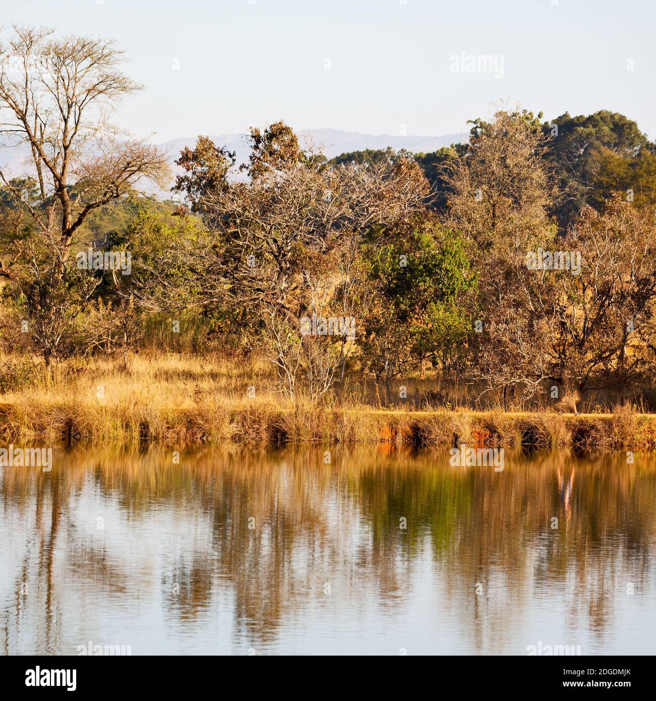 The pound lake and tree reflection in water Stock Photo Alamy