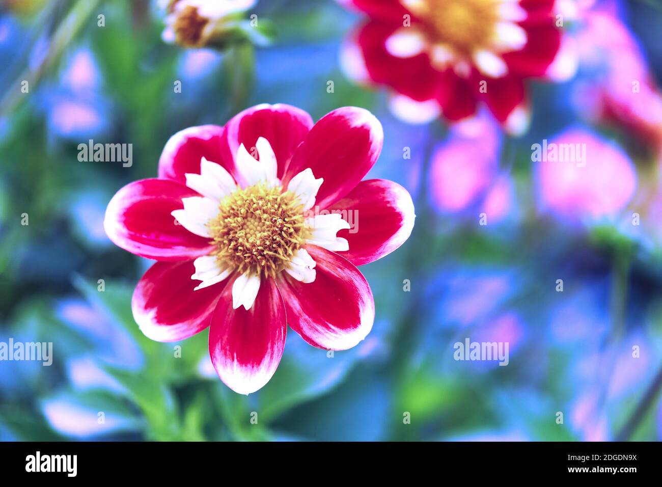 Dahlia Flowers in different colours Stock Photo