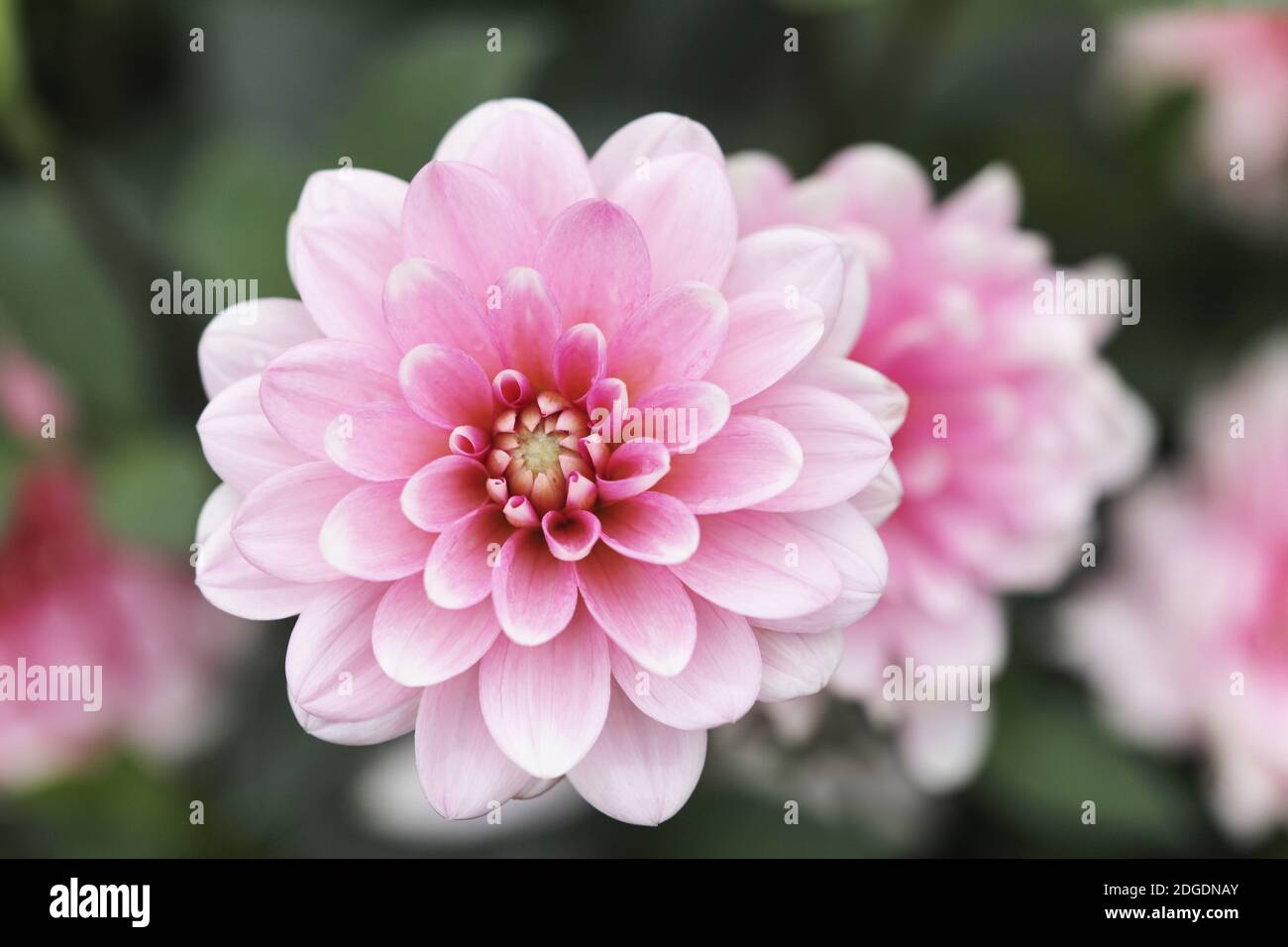 Dahlia