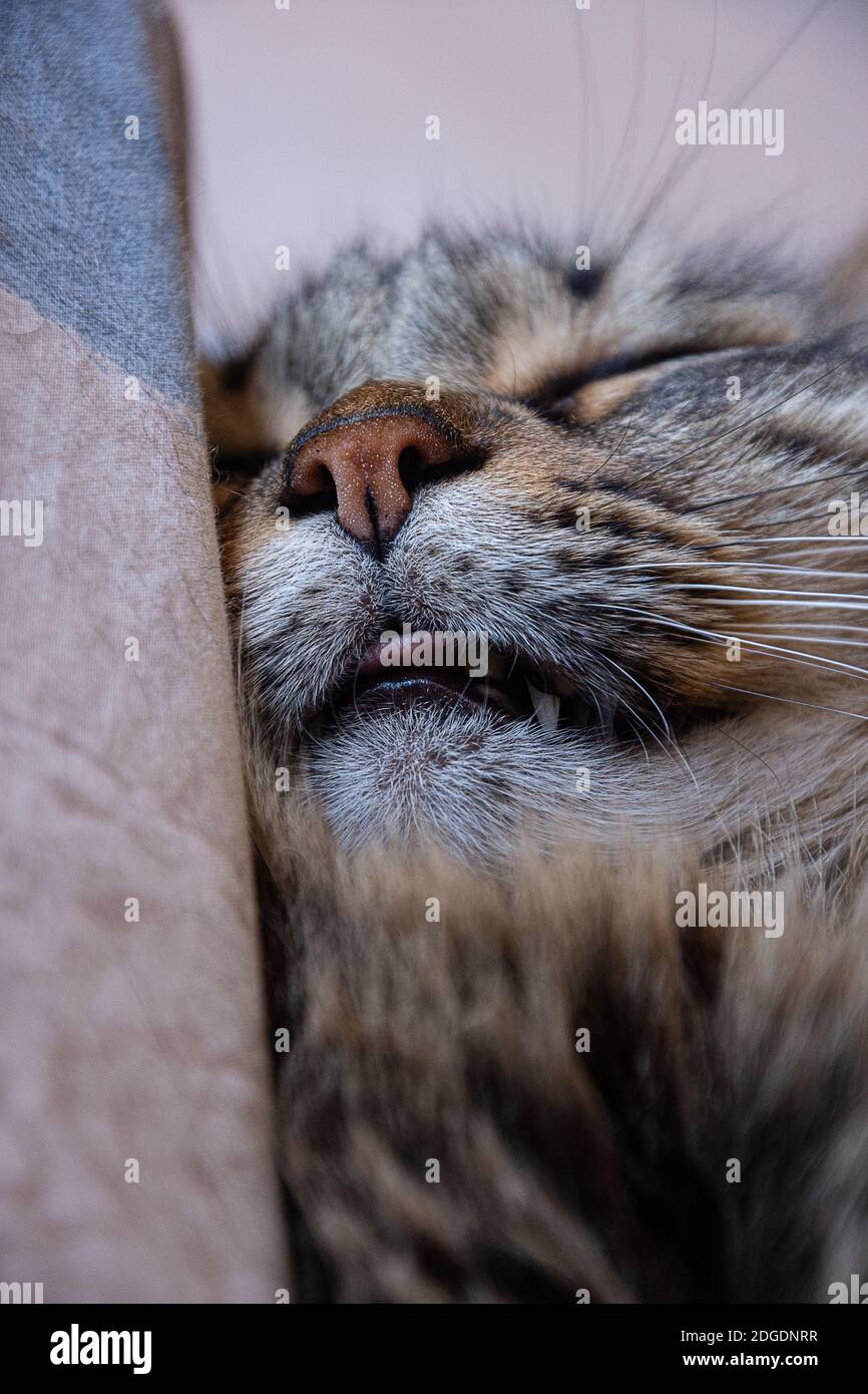 Cat sleeping with tongue out hires stock photography and images Alamy