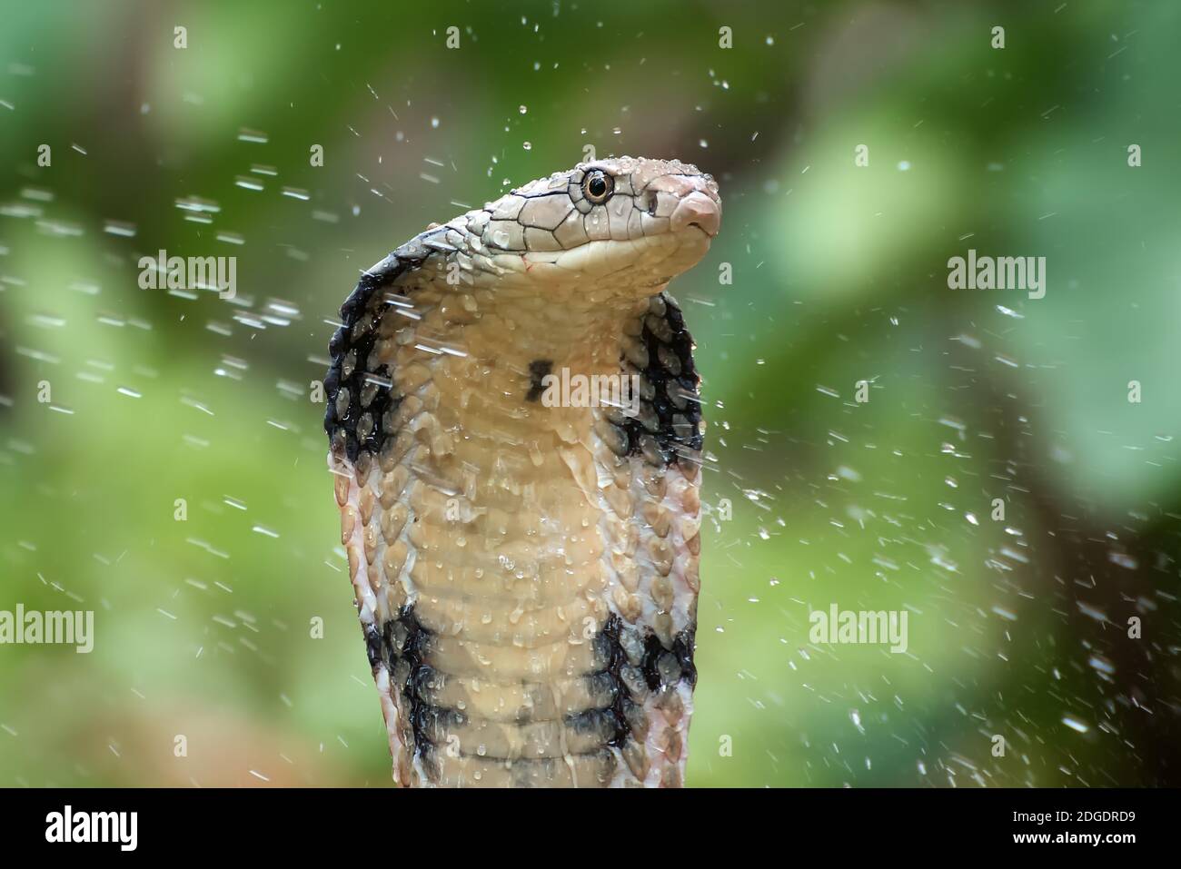 The faces of king cobra (Ophiophagus hannah), venomous snake Stock Photo