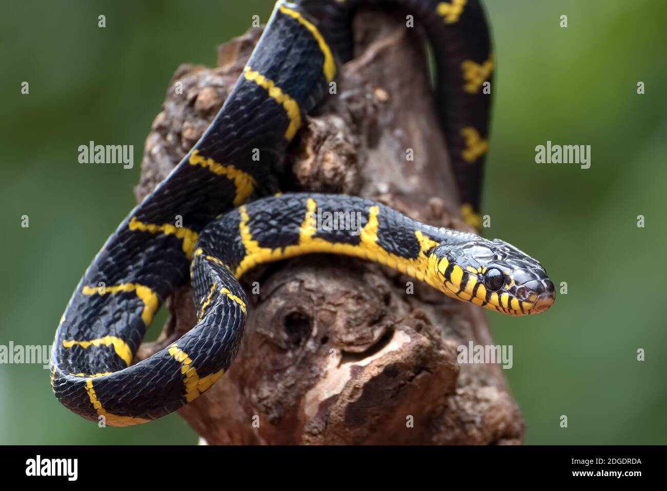 boiga snake dendrophilia in defensive mode, the gold-ringed cat snake ...