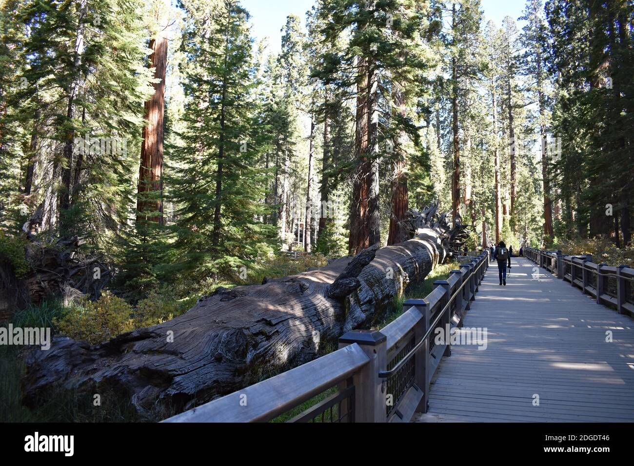 A male visitor walks along a boardwalk past the Fallen Monarch, a dead Sequoia tree in Mariposa Grove, Yosemite National Park, California, USA. Stock Photo