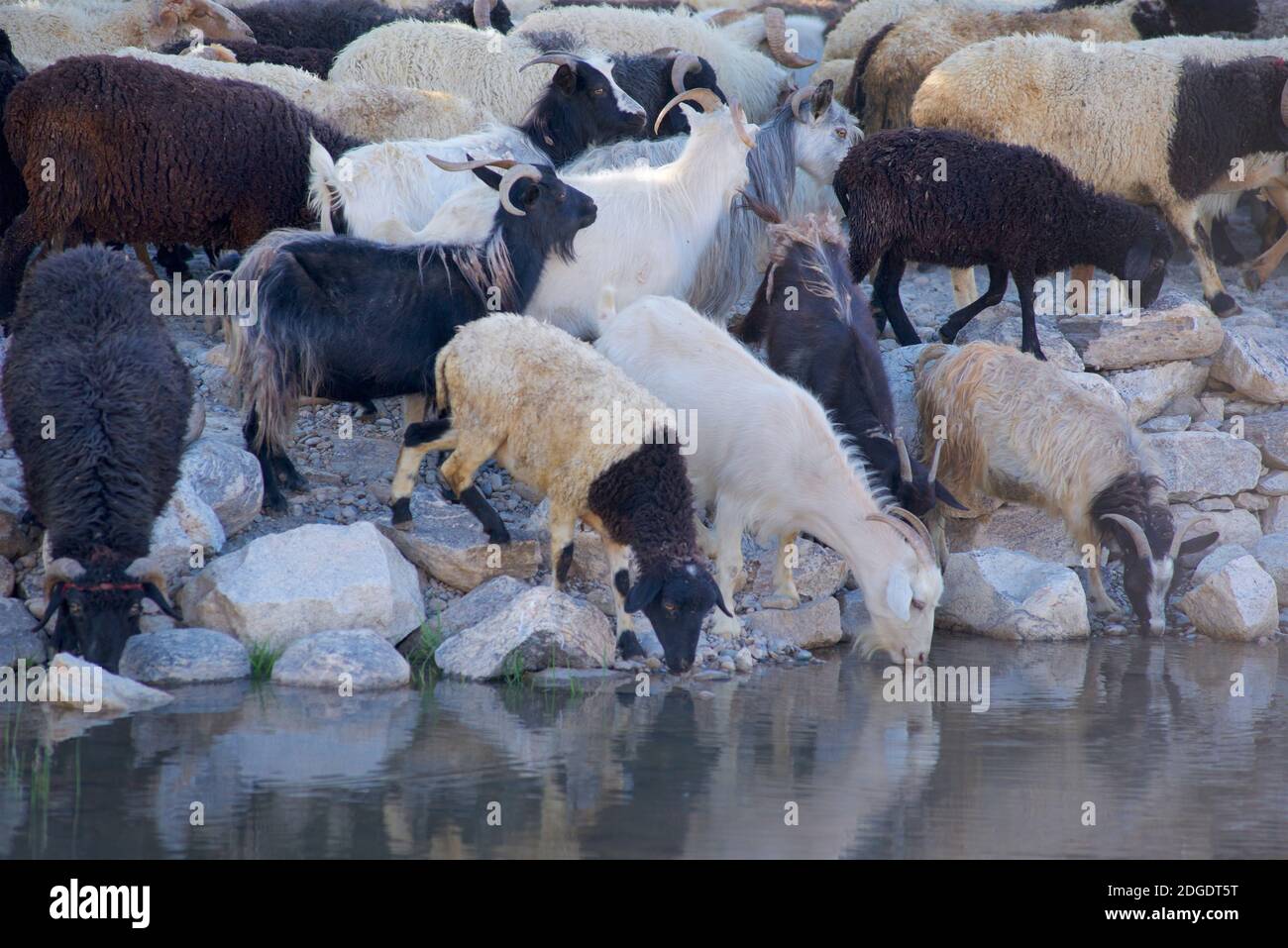 Goats drinking from a stream, Pibiting village, Padum, Zanskar valley, Ladakh, Jammu & Kashmir, northern India Stock Photo