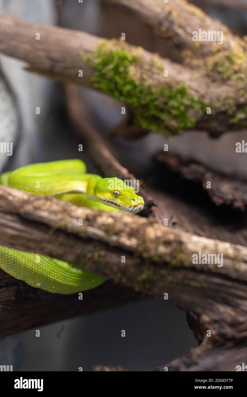 Small green snake python in moist rock moss biome enclosure warm ...