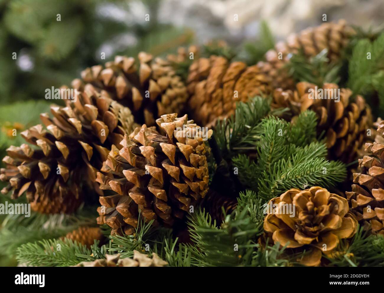 Background festive winter seasonal, group brown lump on fresh green branches fir close-up, christmas Stock Photo