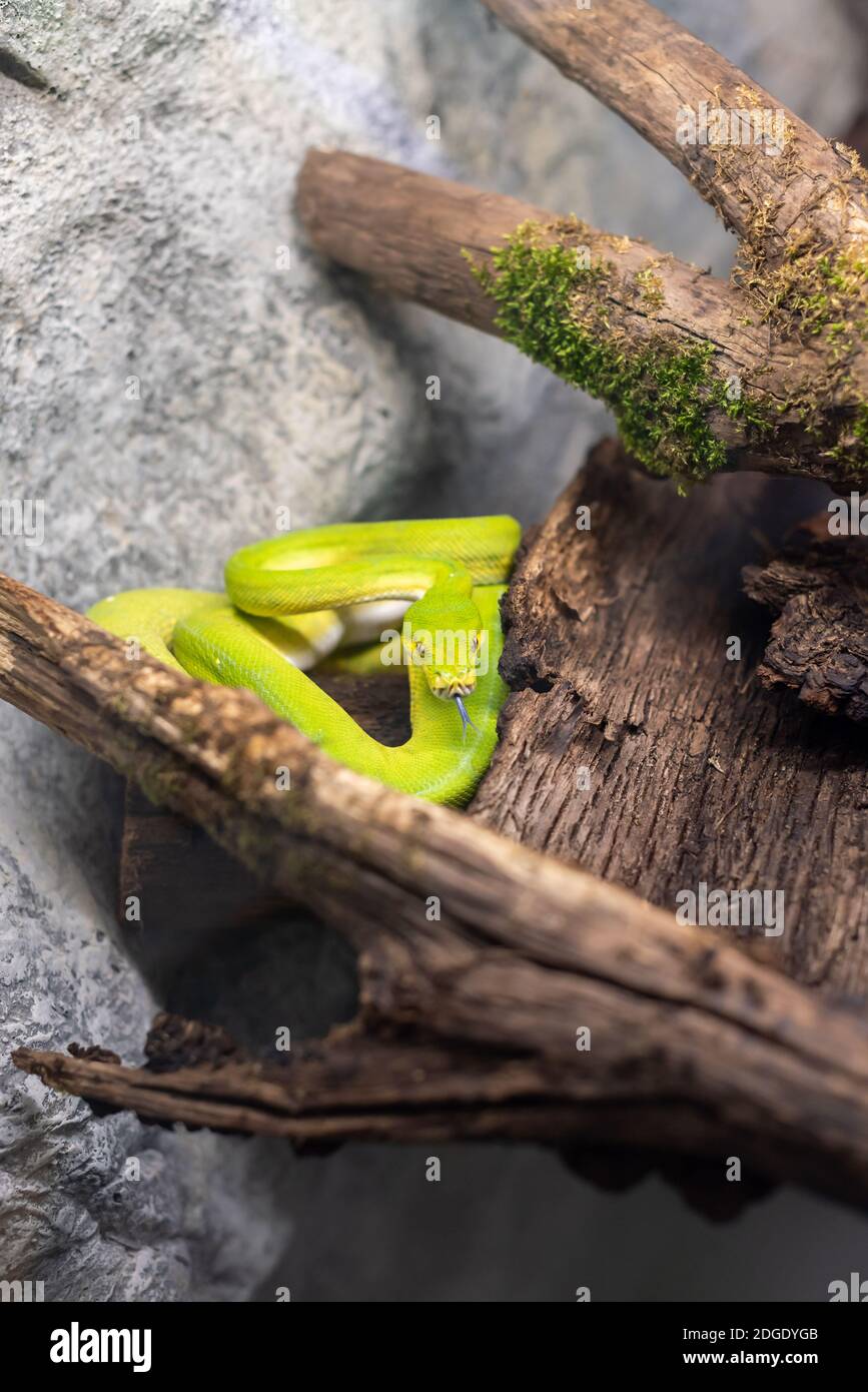 Small green snake python in moist rock moss biome enclosure warm ...