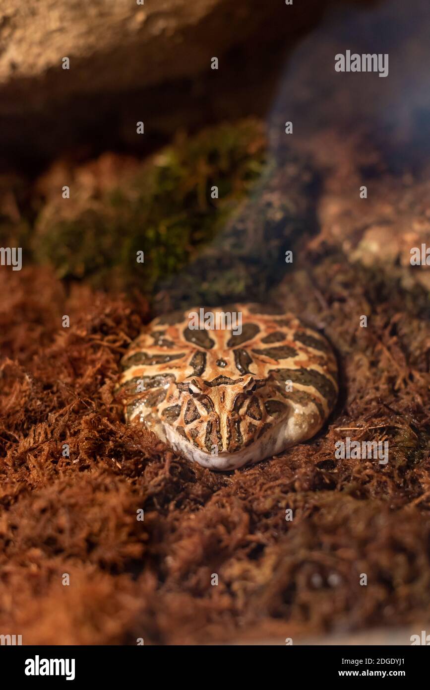 Big fat exotic frog bright colors in natural green moist biome