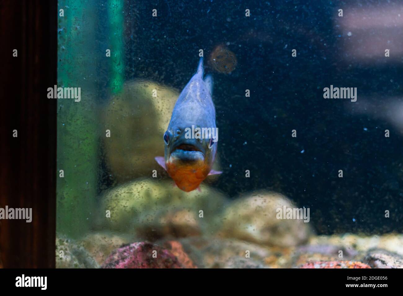 Underwater amazon river hi-res stock photography and images - Page 24 -  Alamy