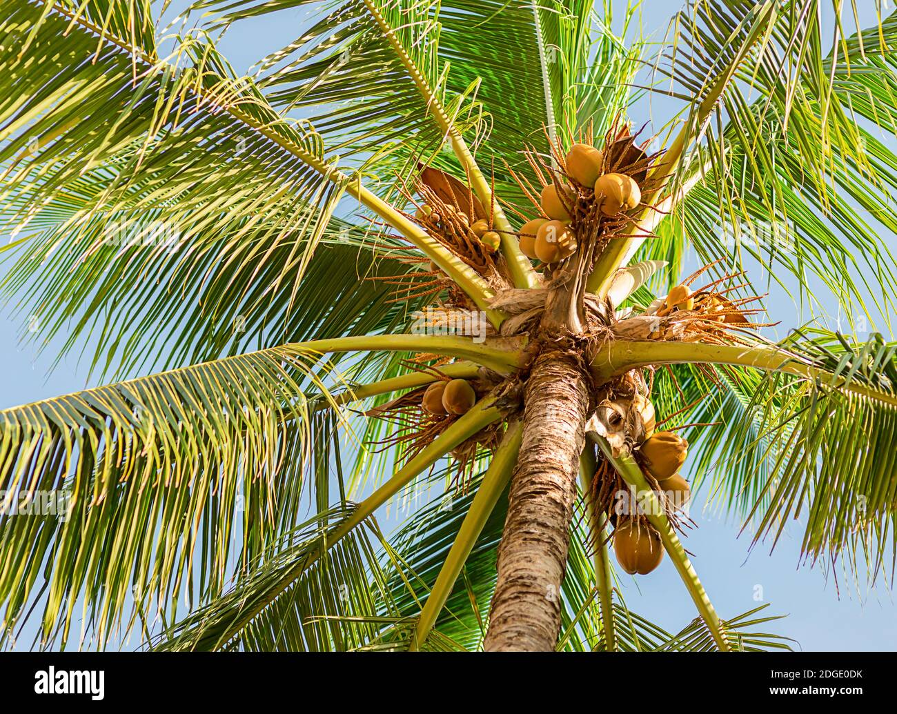 Tall palm tree coconut with long branches of leaves against the blue