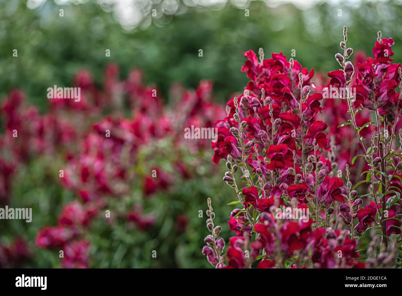 Purple flowers of antirrhinum or dragon flowers or snapdragons in a green flowers garden Stock Photo