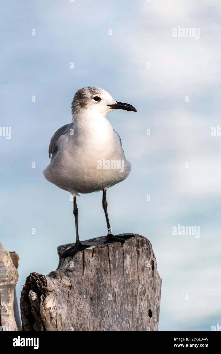 Seagull standing on a pier pole in Riviera Maya, Mexico Stock Photo