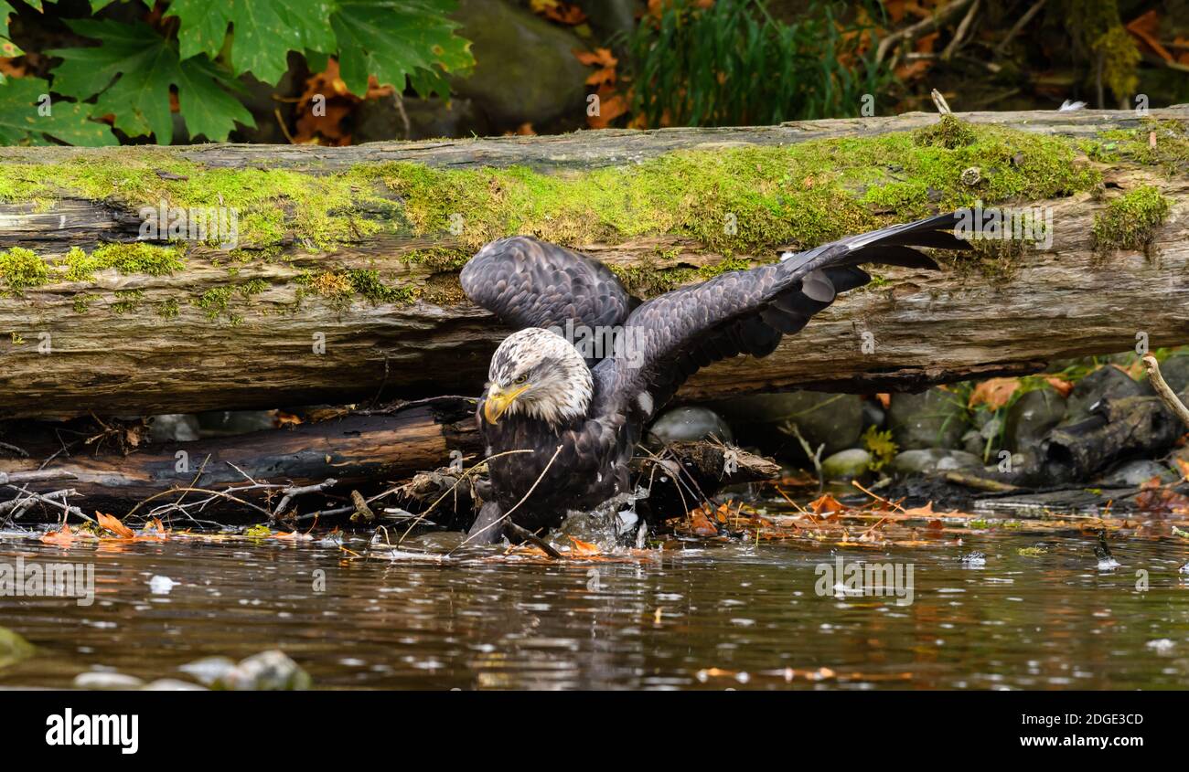 Bald headed Eagle fishing in a river Stock Photo