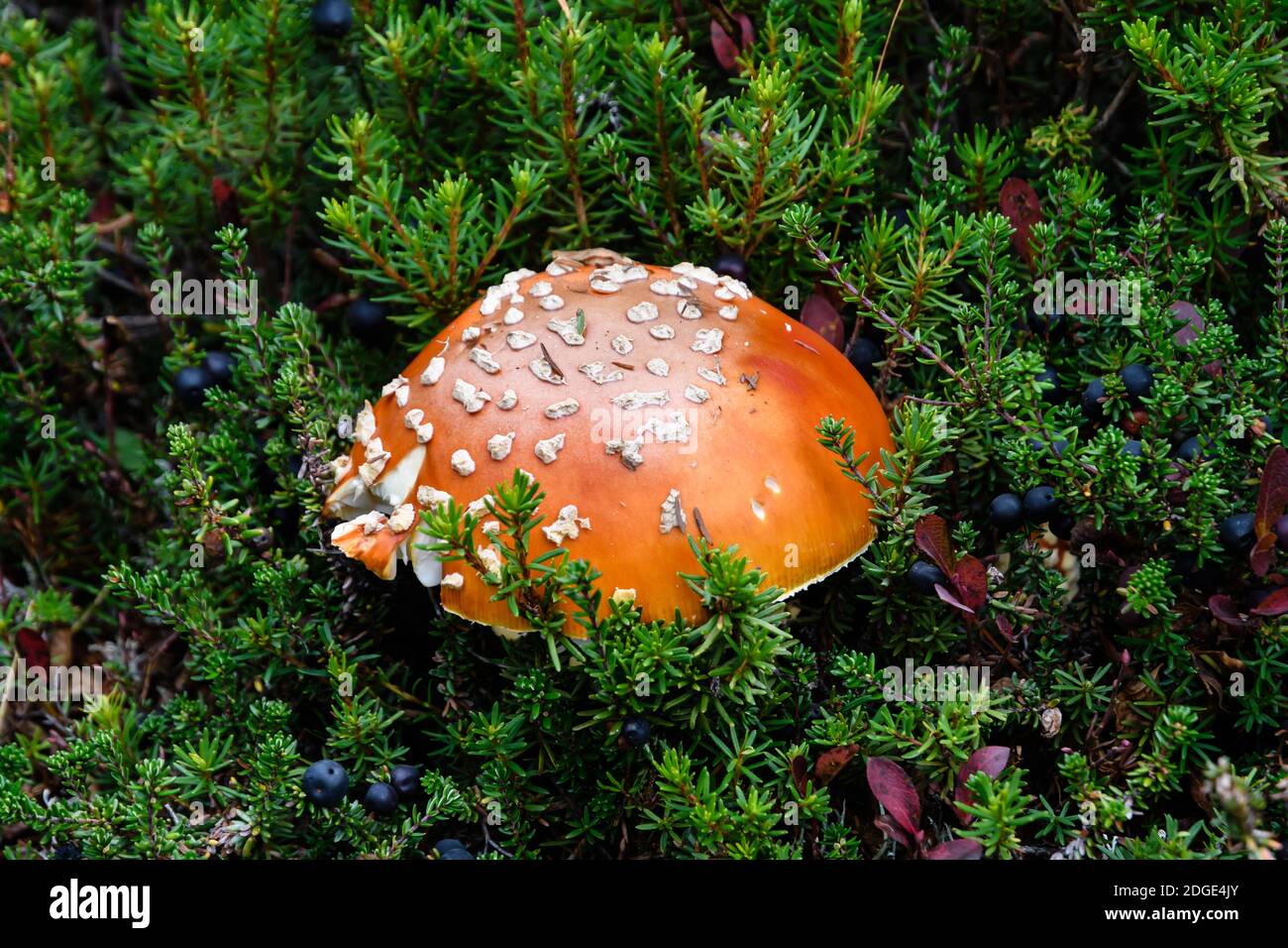 Orange Mushroom With Spots High Resolution Stock Photography and Images