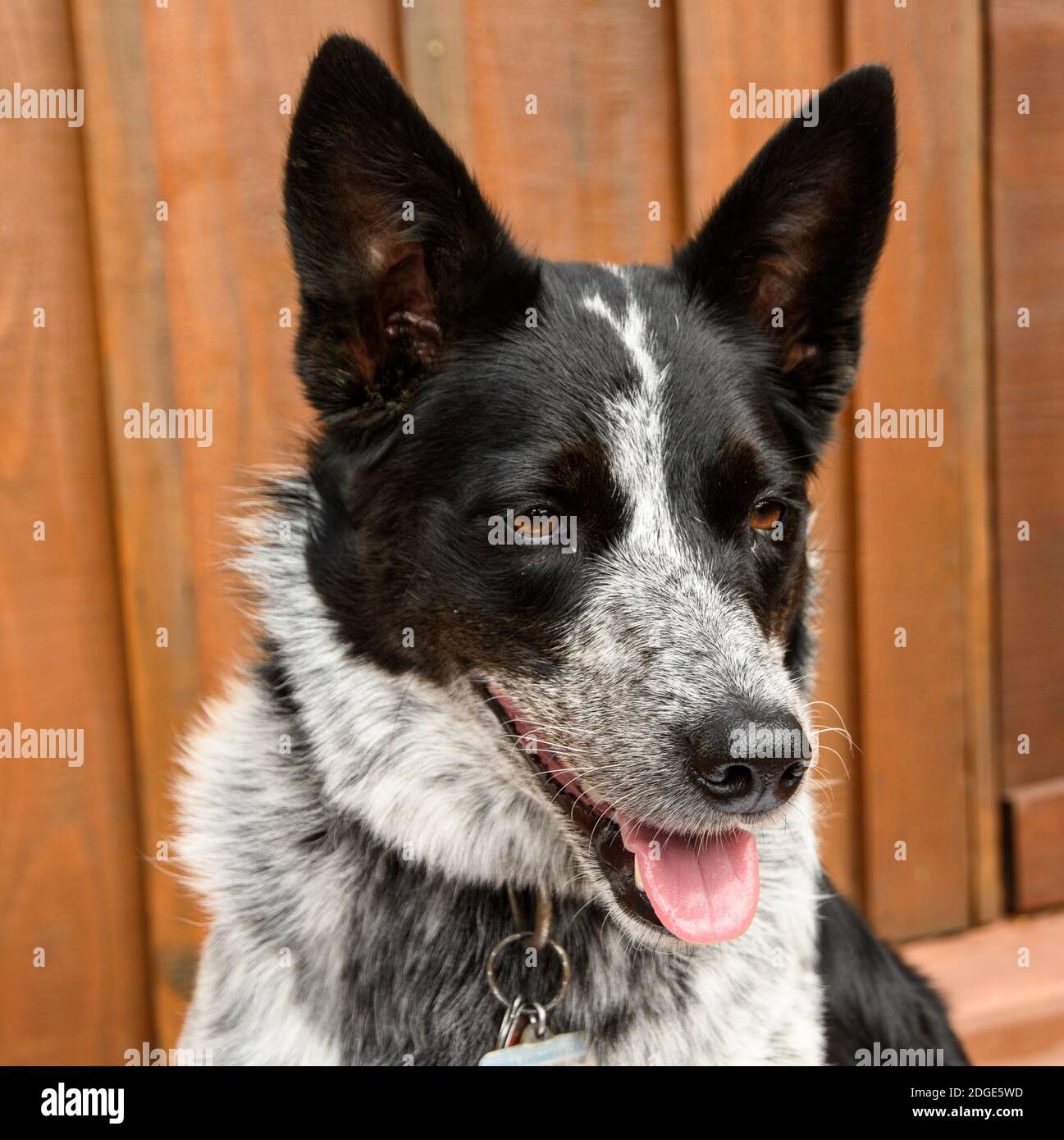 Are Mixed Breed Dogs Sterile