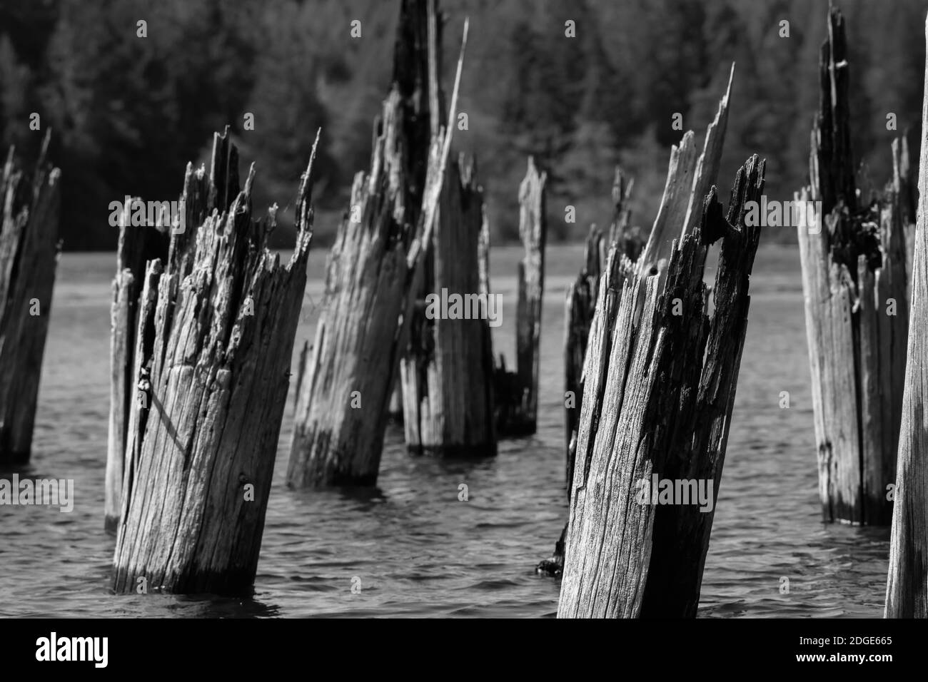 Dead trees or pilings in a dammed lake Stock Photo - Alamy