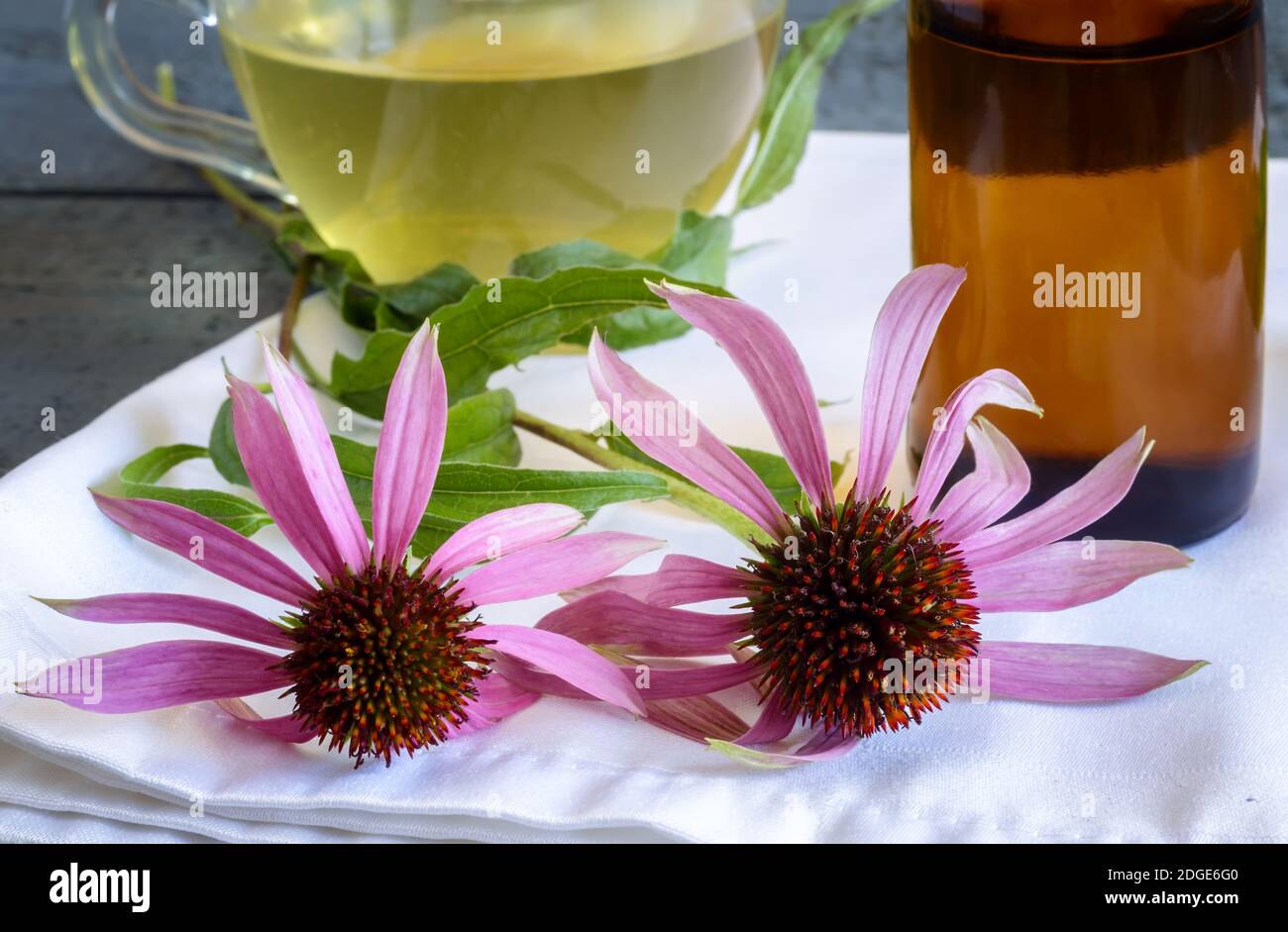 Herbal tea with the medicinal plant Echinacea Stock Photo Alamy