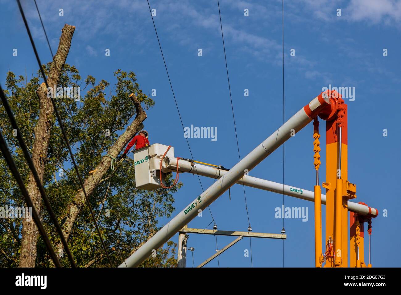 Man in orange work wear cutting tree branches over the wires on the height fallen tree in after a storm Stock Photo