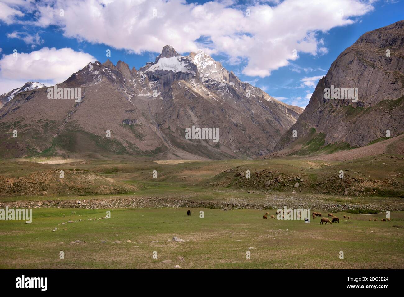 Sheep grazing in the Suru Valley, Rangdum,  Kargil district, Ladakh, Jammu & Kasmir, northern India Stock Photo