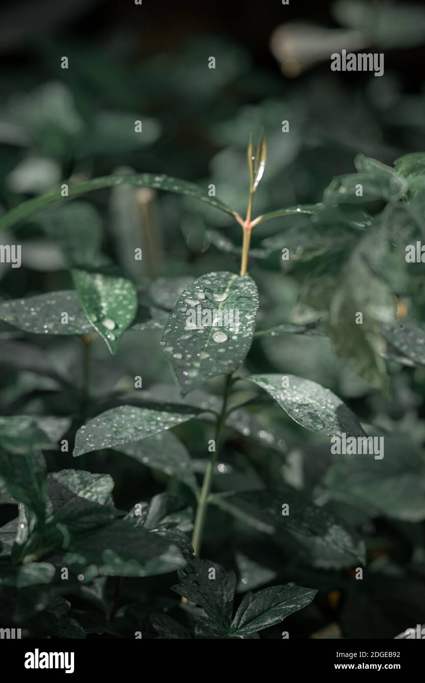A selective focus of the growing green plant covered in water droplets ...