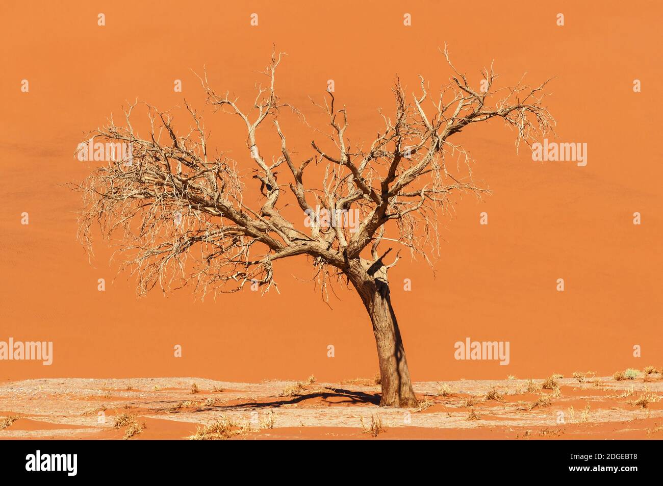 Dune and dead acacia tree in the Namib desert, Sossusvlei, Namibia, Africa. Stock Photo