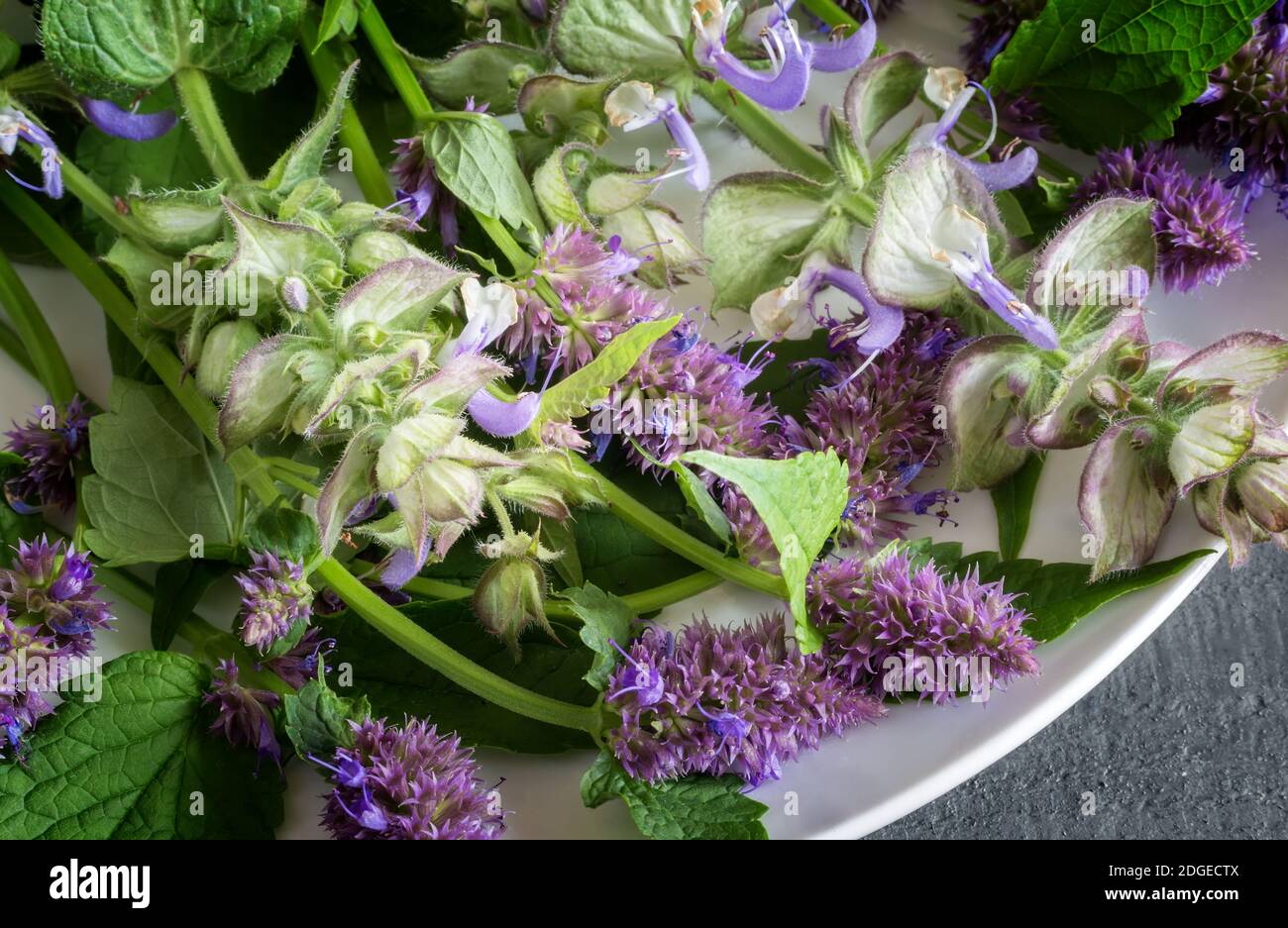 Valuable medicinal plants sage and aniseed lofant Stock Photo