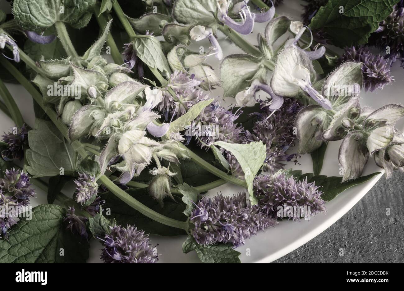 Valuable medicinal plants sage and aniseed lofant Stock Photo
