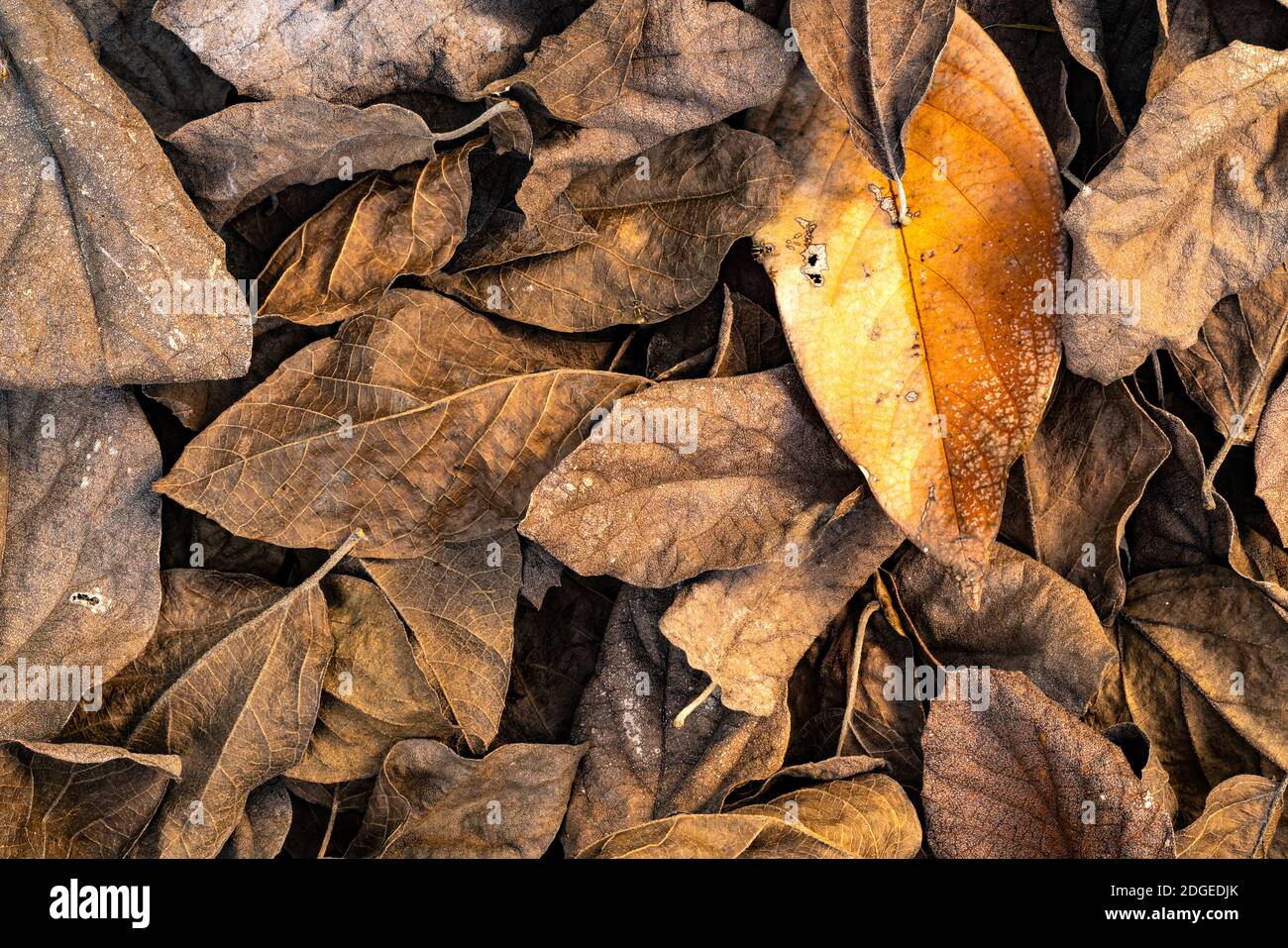 Pile of dry mango leaves Stock Photo Alamy