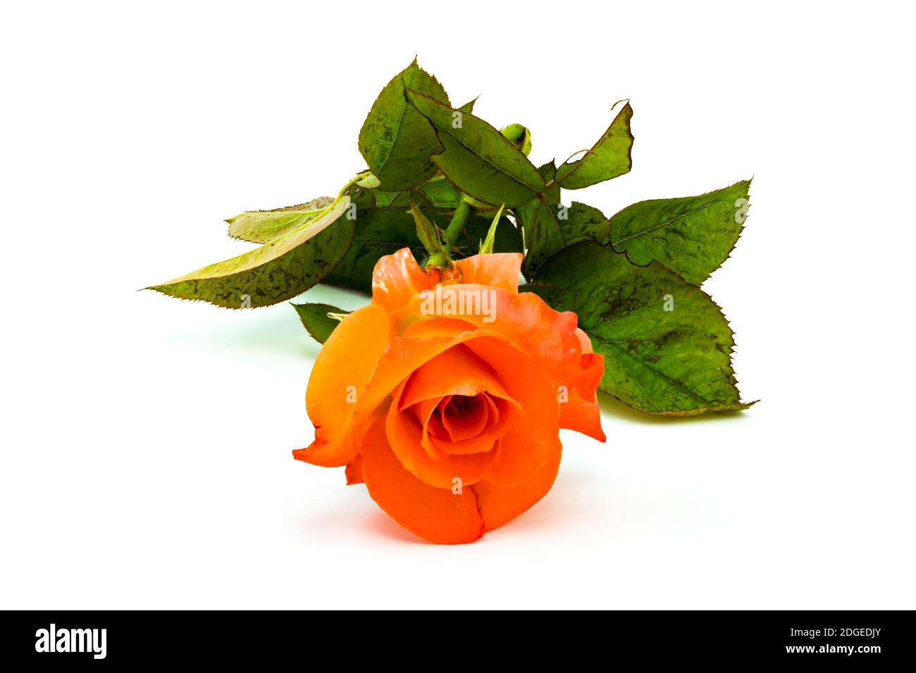 Beautiful blooming rose closeup Stock Photo