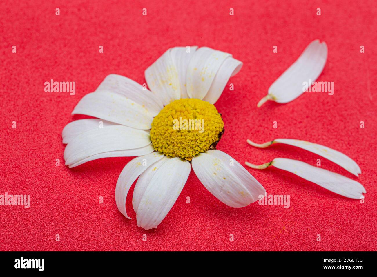 Daisy flower with leaves. Flowering daisies. Oxeye daisy, Leucanthemum