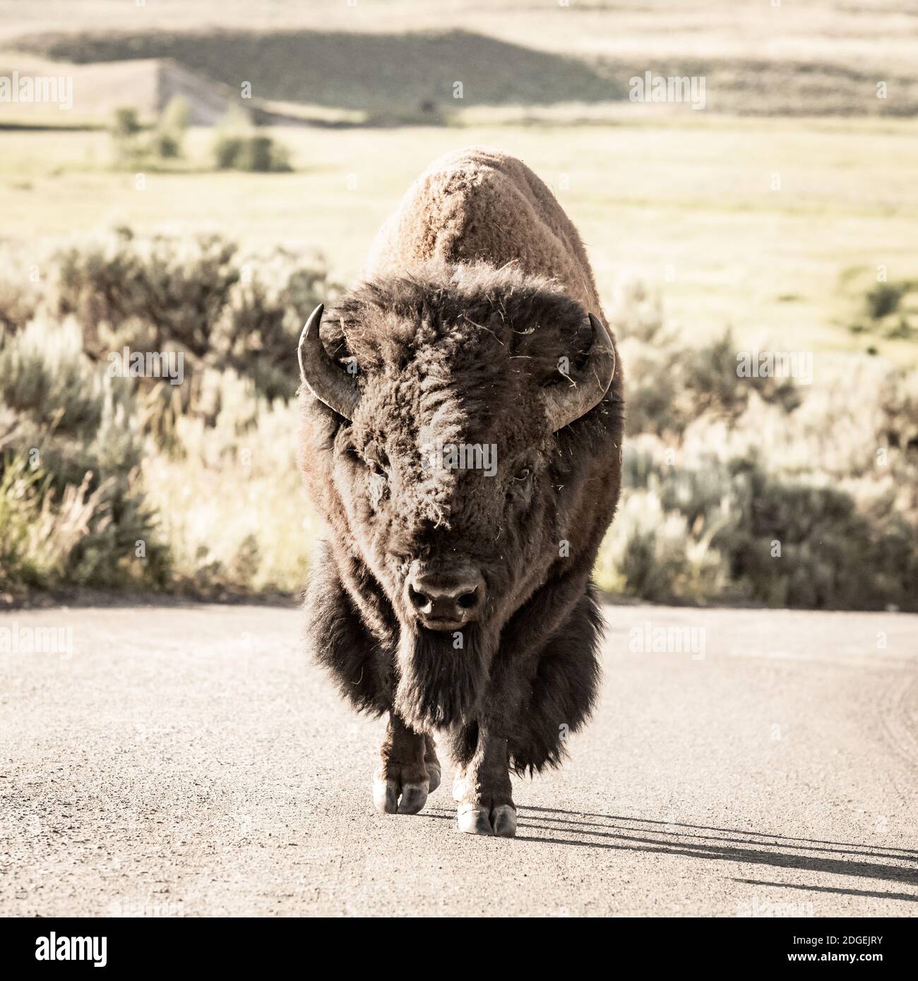 This big guy was walking down the middle of the road to Slough Creek near Lamar Valley in Yelllowstone Stock Photo