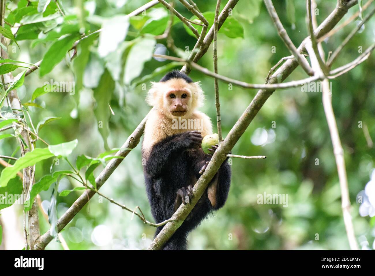 Cebus monkey Stock Photo