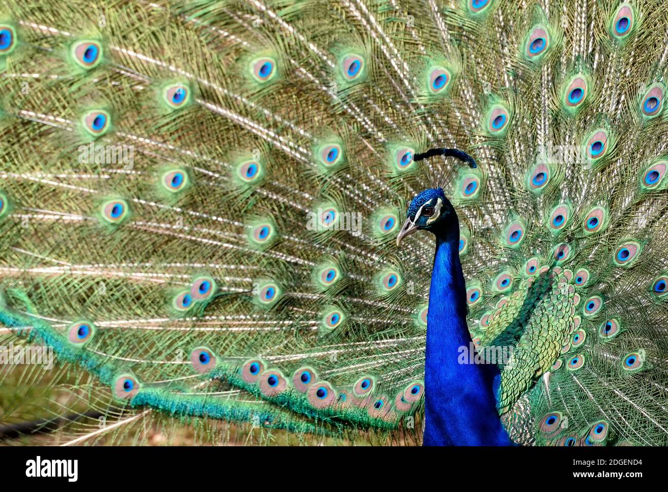 Peacock with colorful feathers Stock Photo - Alamy