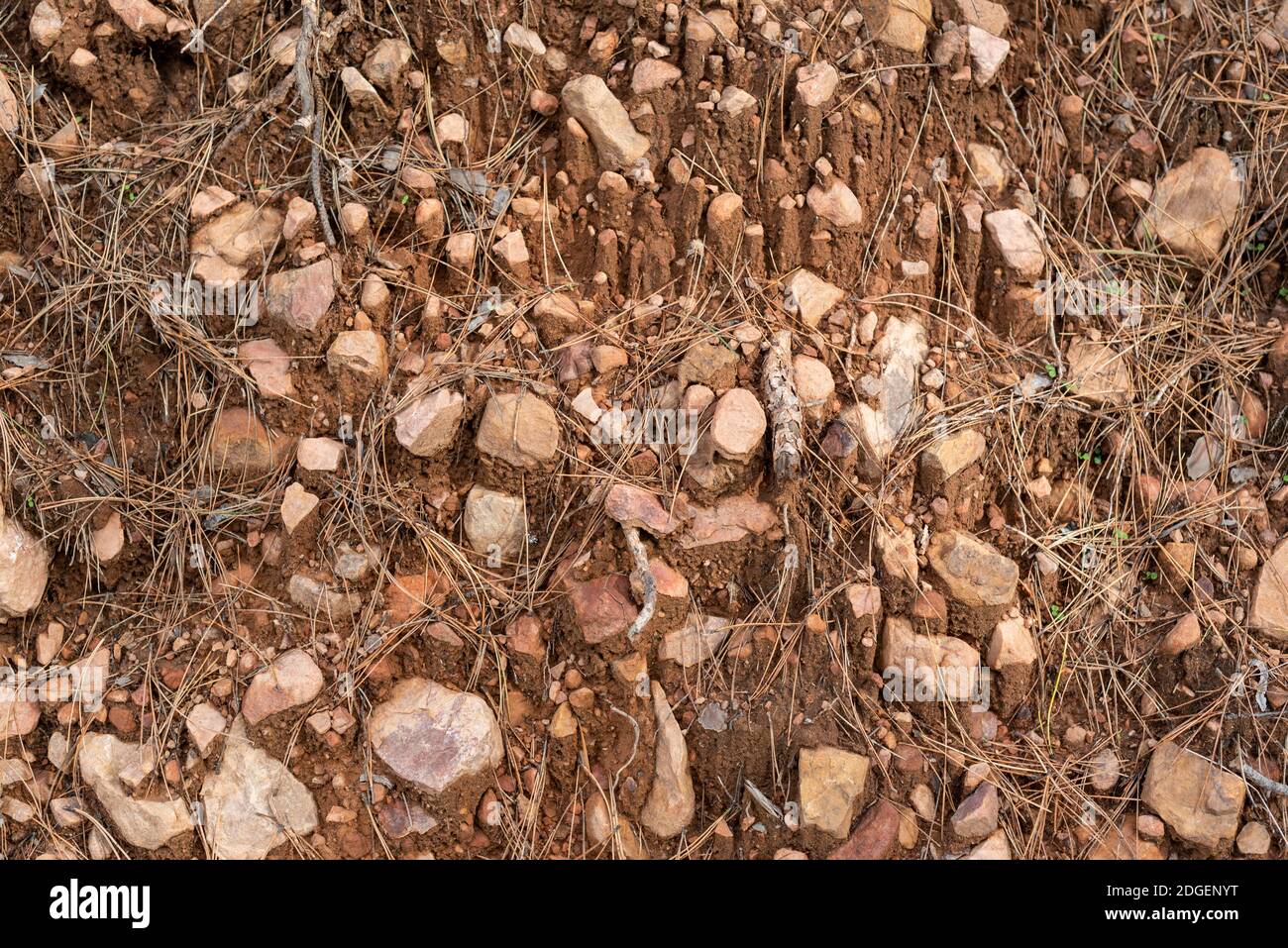 Laterite soil orange clay rocks dry grass pine needles in autumn forest