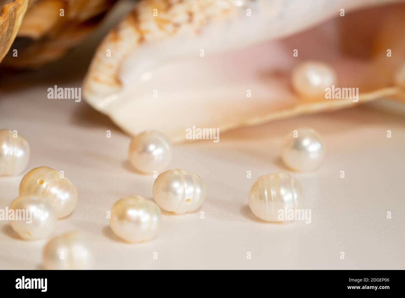 pearl beads lie in a seashell shell, close up photo Stock Photo