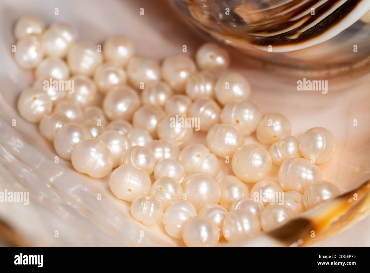pearl beads lie in a seashell shell, close up photo Stock Photo