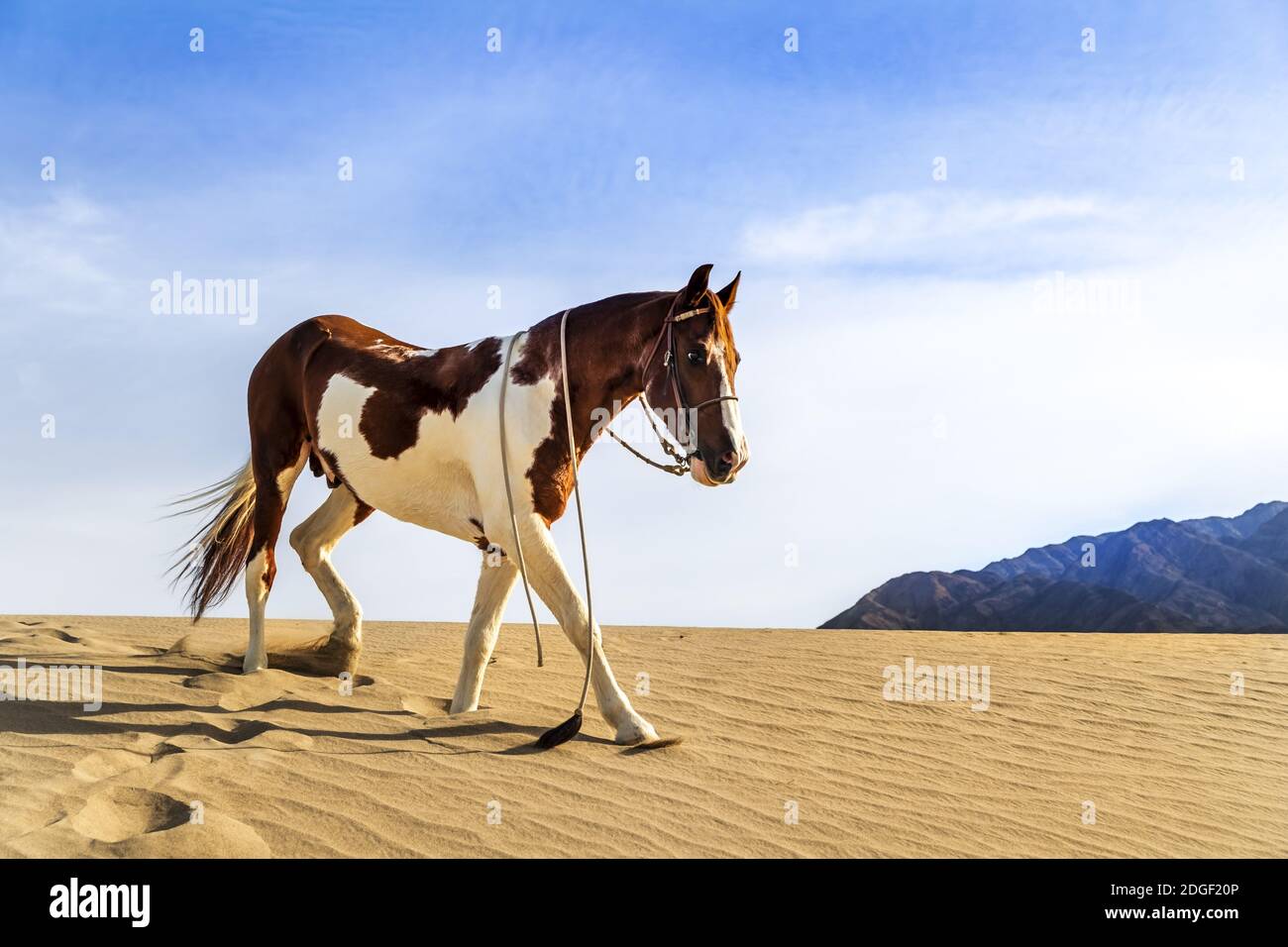 A Painted Horse Roams Through The American Desert Alone Stock Photo