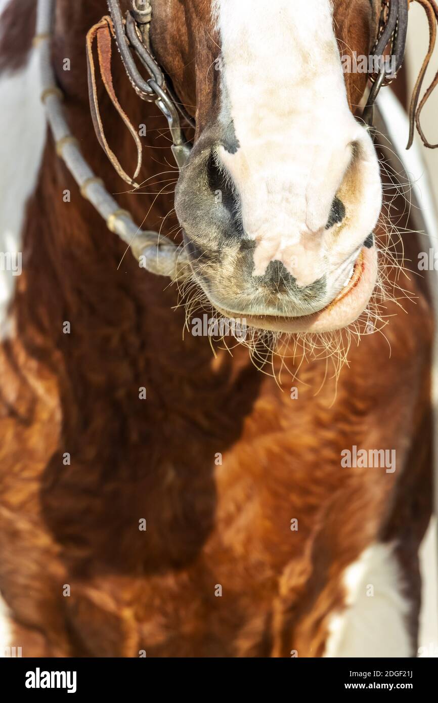 A Painted Horse Roams Through The American Desert Alone Stock Photo