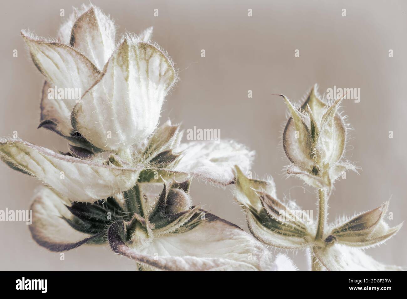 Sage - a medicinal plant with antiseptic action Stock Photo